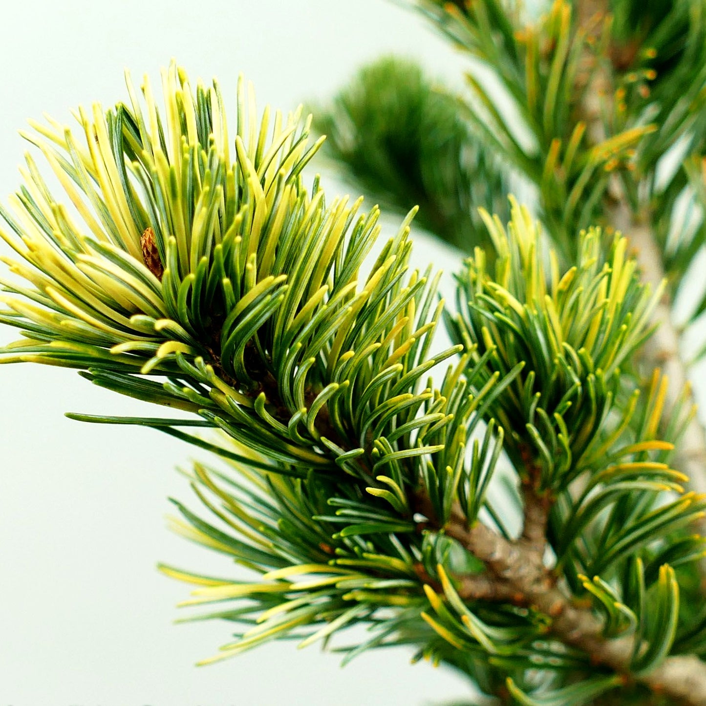 Goldene Mädchen-Kiefer 'Fukai' (Pinus parviflora)