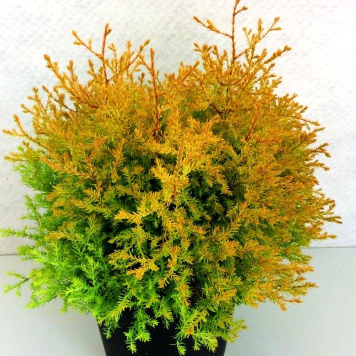 Goldener Zwerg-Lebensbaum 'Rheingold' (Thuja occidentalis)