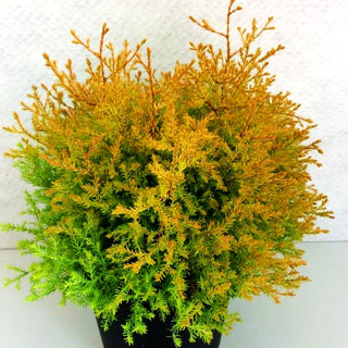 Goldener Zwerg-Lebensbaum 'Rheingold' (Thuja occidentalis)