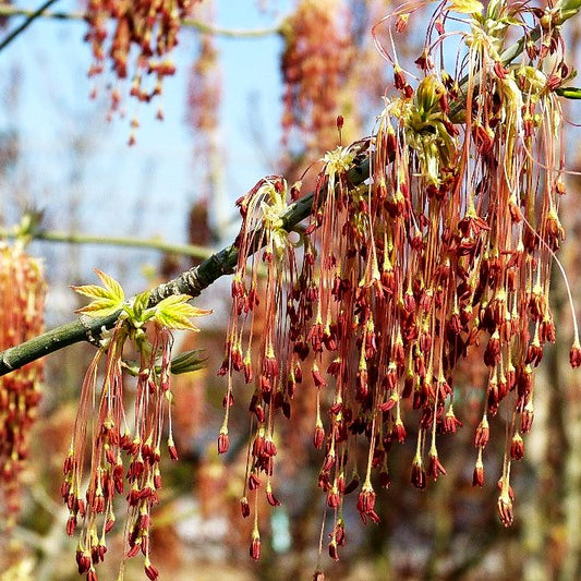 Goldeschen-Ahorn 'Aureo-variegatum' (Acer negundo)