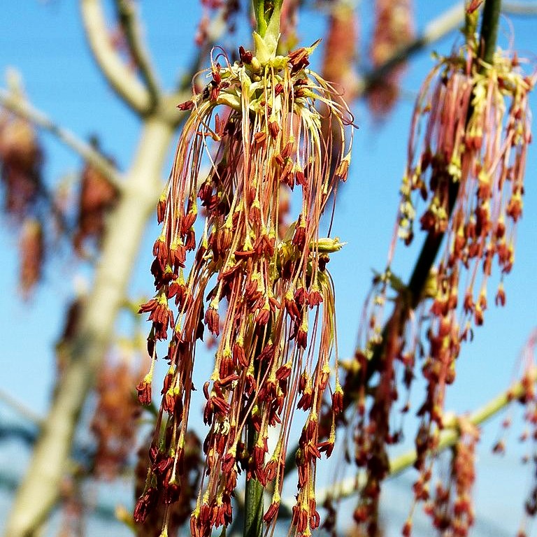 Goldeschen-Ahorn 'Aureo-variegatum' (Acer negundo)
