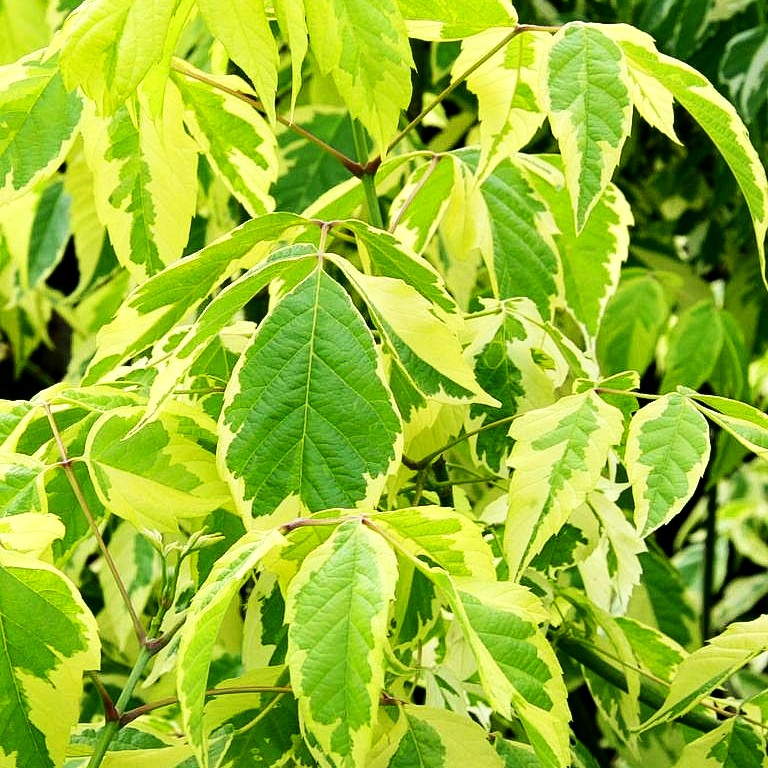 Goldeschen-Ahorn 'Aureo-variegatum' (Acer negundo)