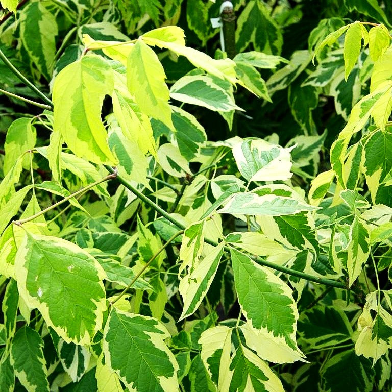 Goldeschen-Ahorn 'Aureo-variegatum' (Acer negundo)