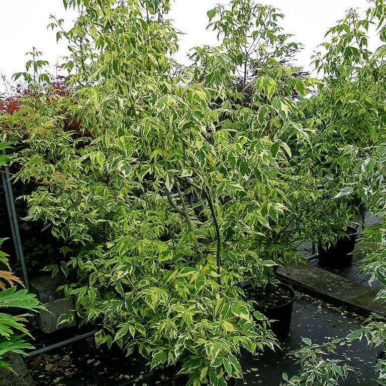 Goldeschen-Ahorn 'Aureo-variegatum' (Acer negundo)