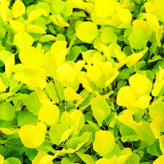 Goldfarbener Perückenstrauch 'Golden Spirit' (Cotinus coggygria)