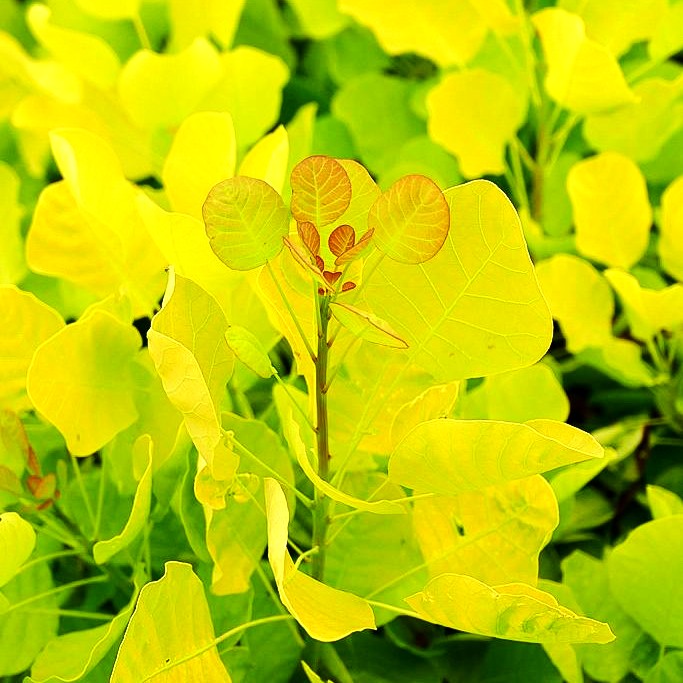 Goldfarbener Perückenstrauch 'Golden Spirit' (Cotinus coggygria)