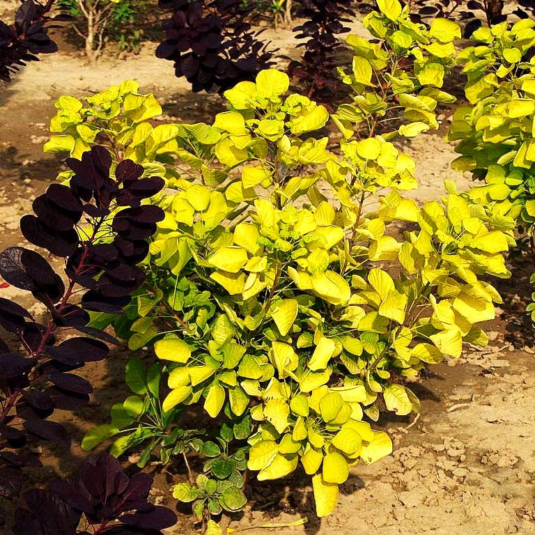 Goldfarbener Perückenstrauch 'Golden Spirit' (Cotinus coggygria)