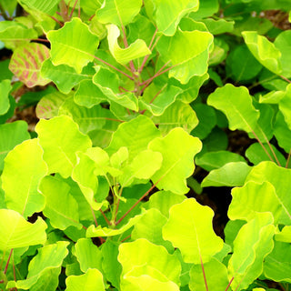 Goldfarbener Perückenstrauch 'Lemon Lady' (Cotinus coggygria)