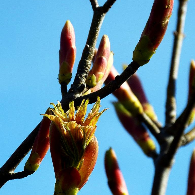 Goldgelber Berg-Ahorn 'Brilliantissimum' (Acer pseudoplatanus)