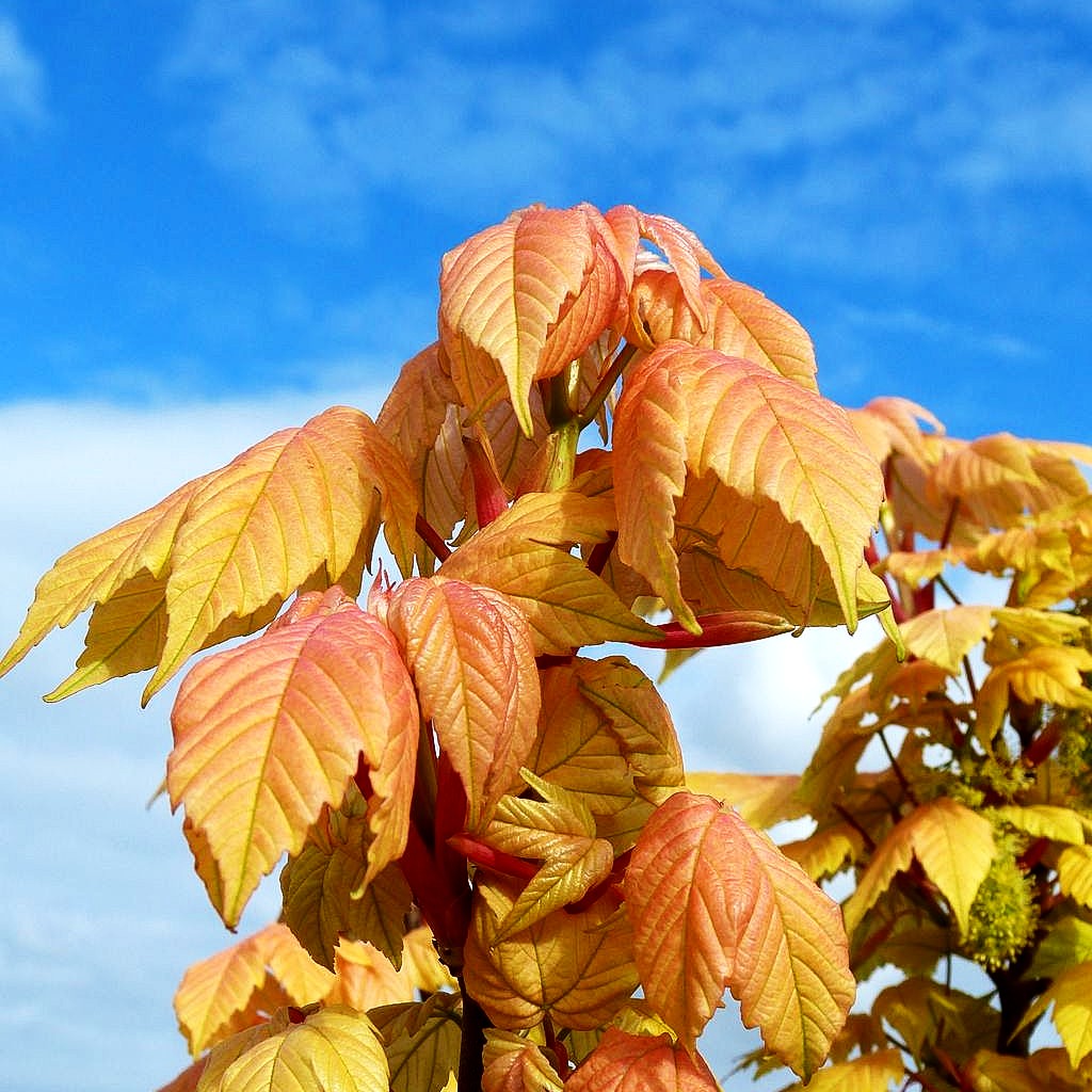 Goldgelber Berg-Ahorn 'Brilliantissimum' (Acer pseudoplatanus)