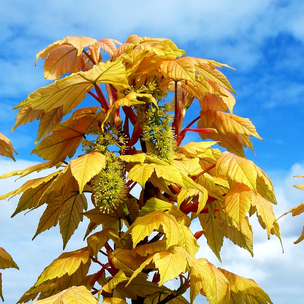 Goldgelber Berg-Ahorn 'Brilliantissimum' (Acer pseudoplatanus)