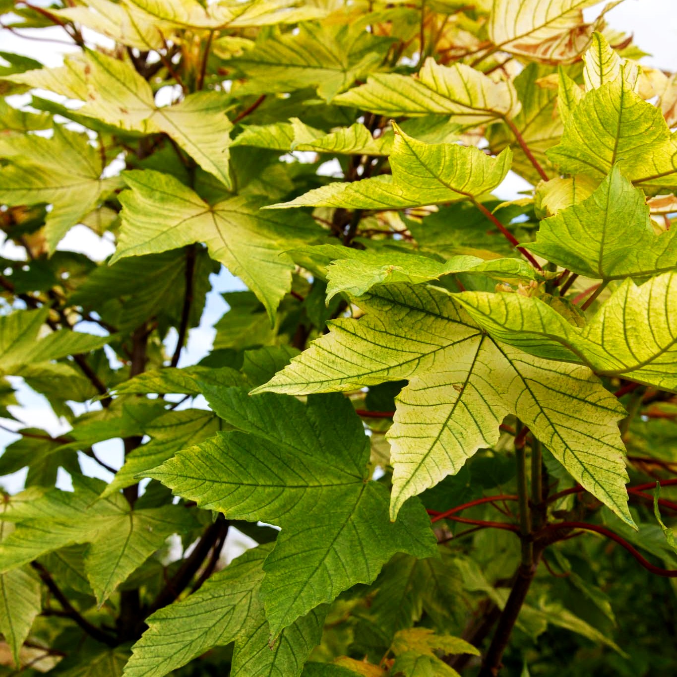 Goldgelber Berg-Ahorn 'Brilliantissimum' (Acer pseudoplatanus)