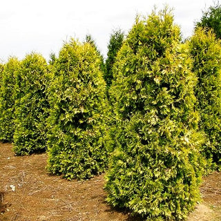 Goldgelber Lebensbaum 'Sunkist' (Thuja occidentalis)