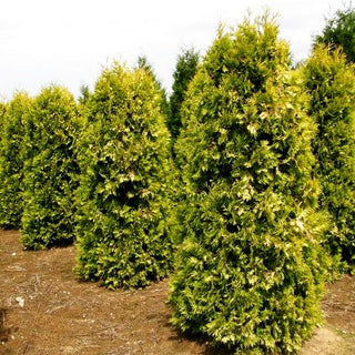Goldgelber Lebensbaum 'Sunkist' (Thuja occidentalis)