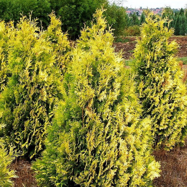 Goldgelber Lebensbaum 'Sunkist' (Thuja occidentalis)