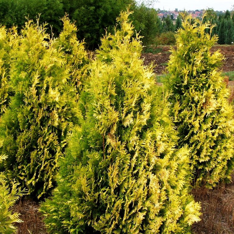 Goldgelber Lebensbaum 'Sunkist' (Thuja occidentalis)