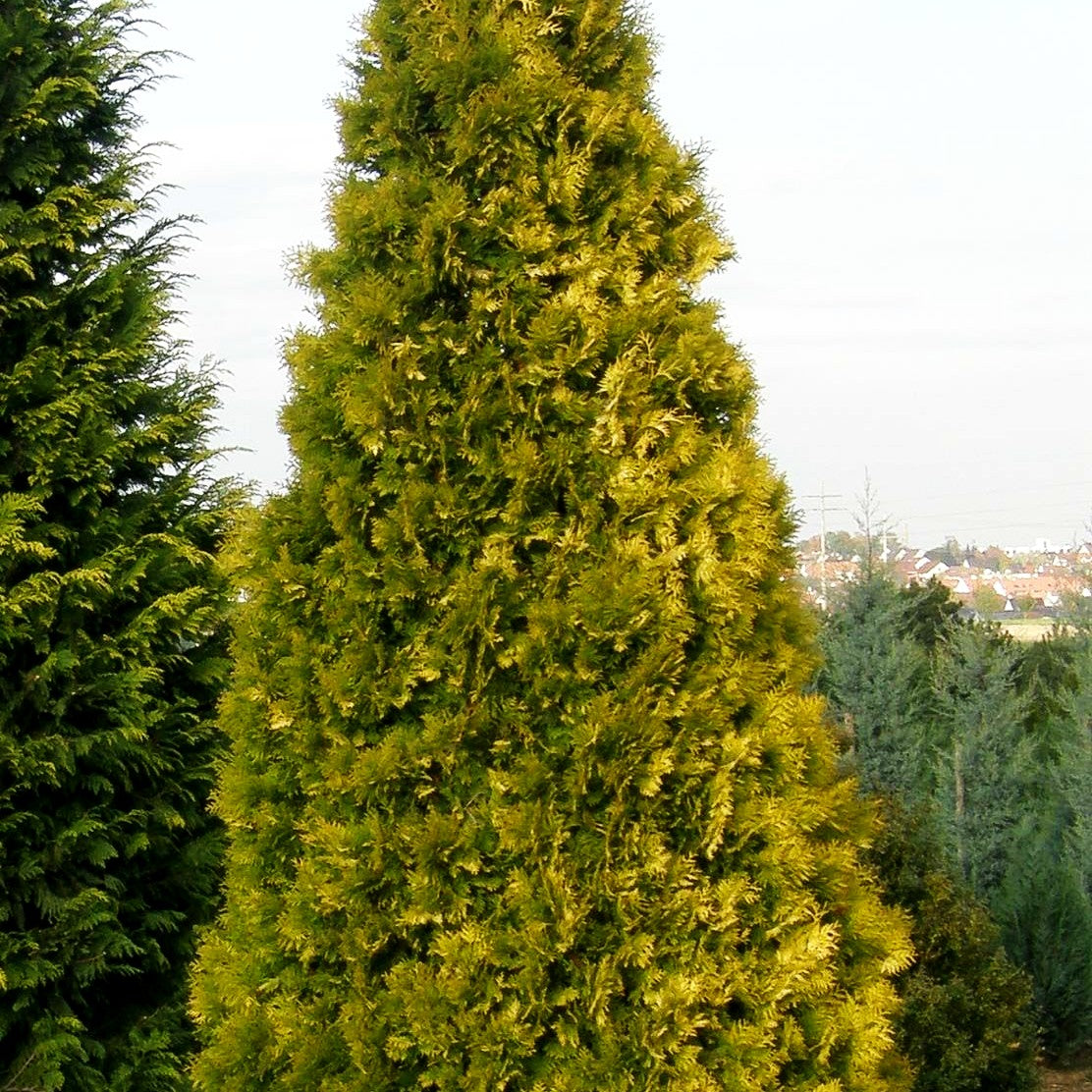 Goldgelber Lebensbaum 'Sunkist' (Thuja occidentalis)