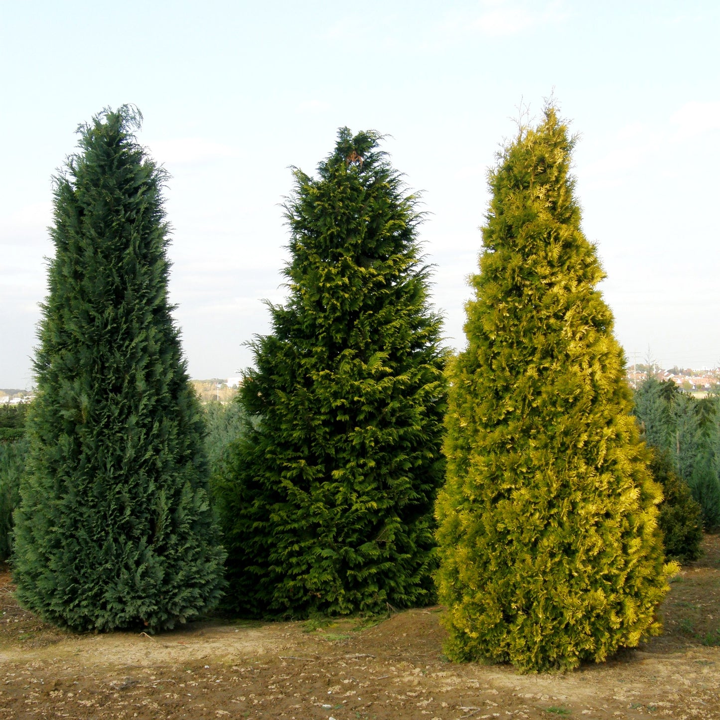 Goldgelber Lebensbaum 'Sunkist' (Thuja occidentalis)
