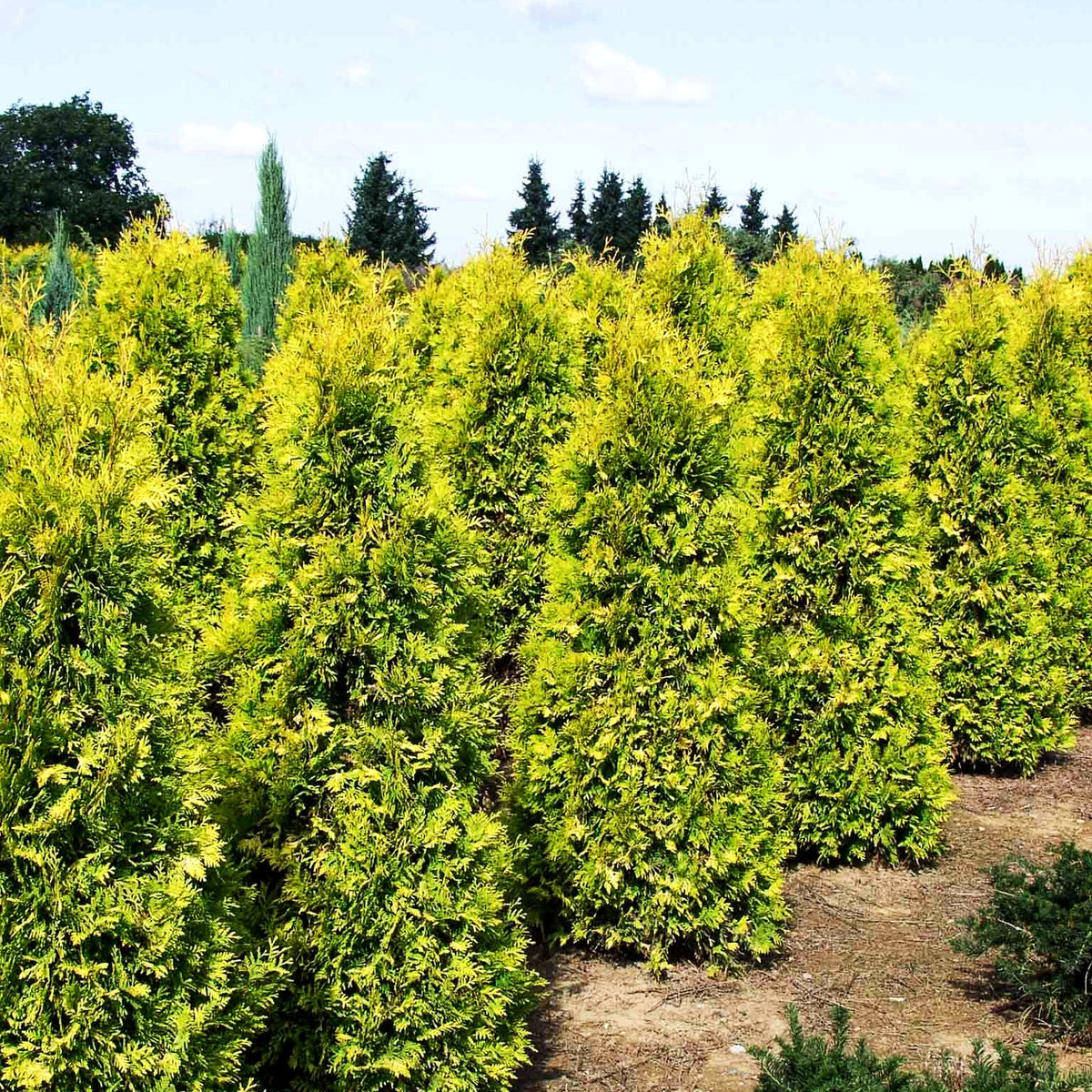 Goldgelber Lebensbaum 'Sunkist' (Thuja occidentalis)