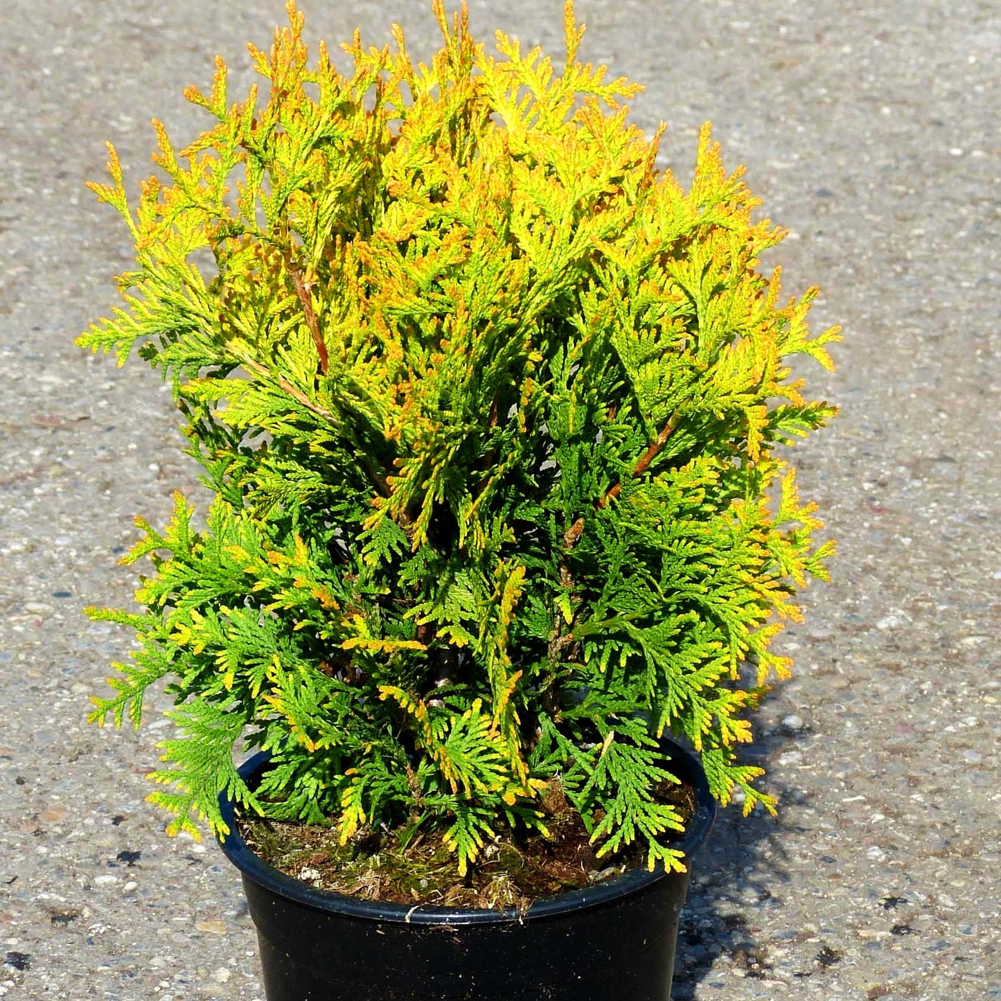 Goldgelber Lebensbaum 'Yellow Ribbon' (Thuja occidentalis)