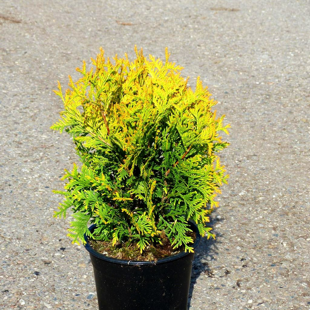 Goldgelber Lebensbaum 'Yellow Ribbon' (Thuja occidentalis)