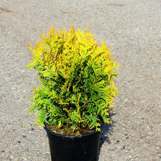 Goldgelber Lebensbaum 'Yellow Ribbon' (Thuja occidentalis)