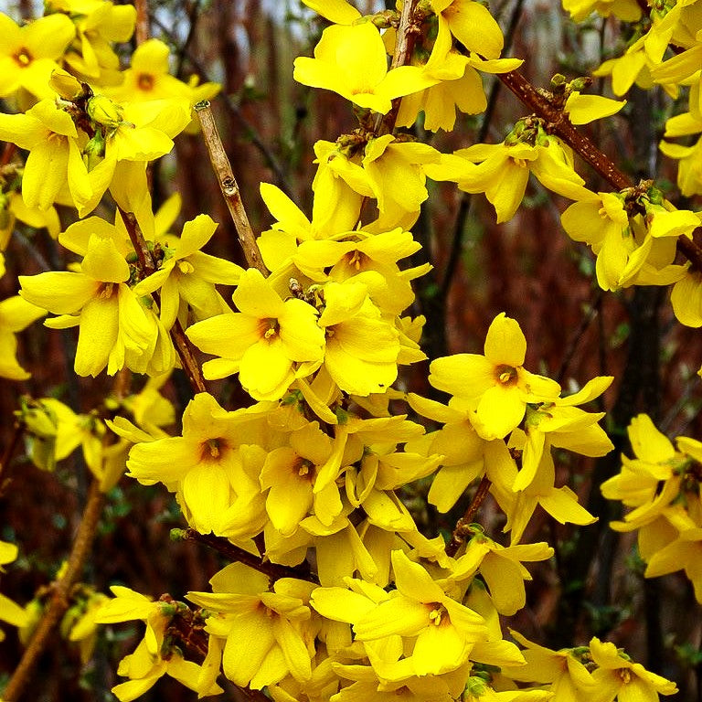 Goldglöckchen, Forsythie 'Goldrausch' (Forsythia x intermedia)