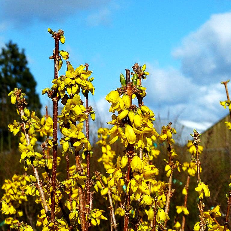 Goldglöckchen, Forsythie 'Goldrausch' (Forsythia x intermedia)