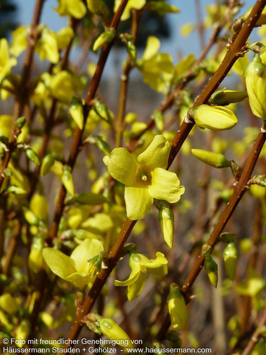 Goldglöckchen, Forsythie 'Lynwood' (Forsythia x intermedia)