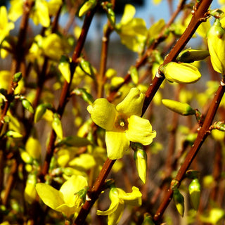 Goldglöckchen, Forsythie 'Lynwood' (Forsythia x intermedia)