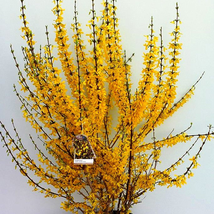 Goldglöckchen, Forsythie 'Lynwood' (Forsythia x intermedia)