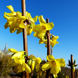 Goldglöckchen, Forsythie 'Minigold' (Forsythia x intermedia)