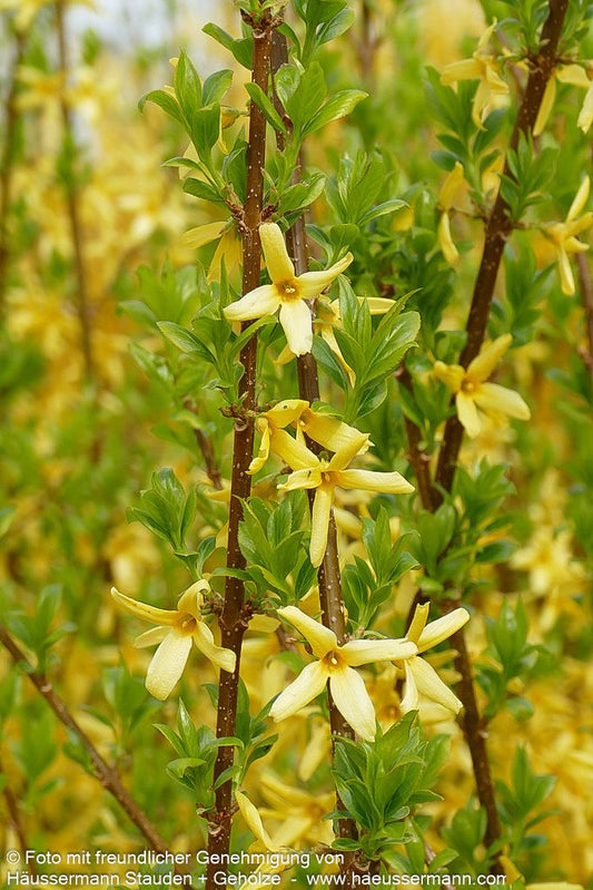 Goldglöckchen, Forsythie 'Spectabilis' (Forsythia x intermedia)