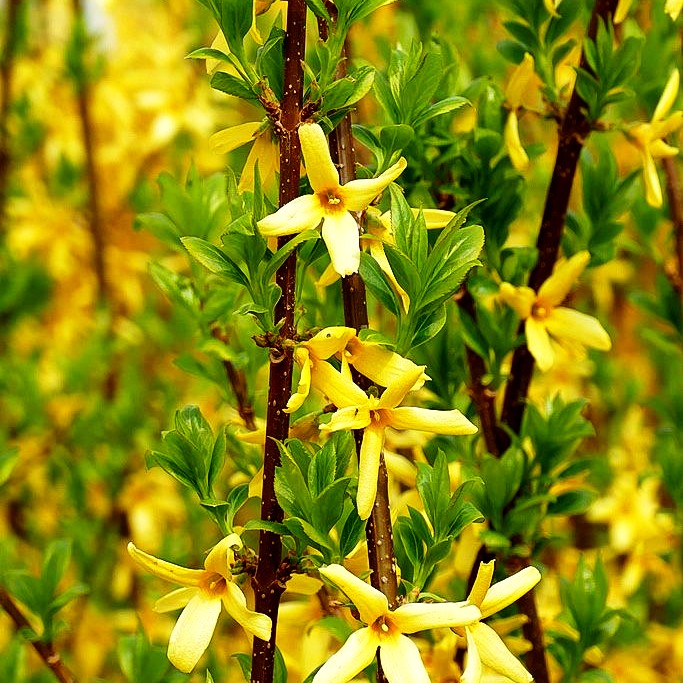 Goldglöckchen, Forsythie 'Spectabilis' (Forsythia x intermedia)