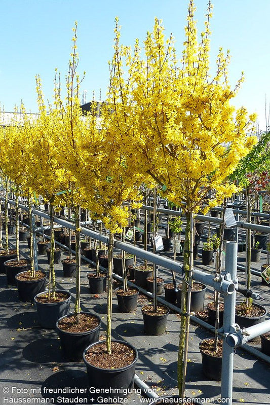 Goldglöckchen, Forsythie 'Week-End' (Forsythia x intermedia)