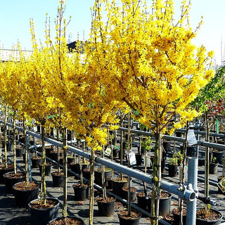 Goldglöckchen, Forsythie 'Week-End' (Forsythia x intermedia)