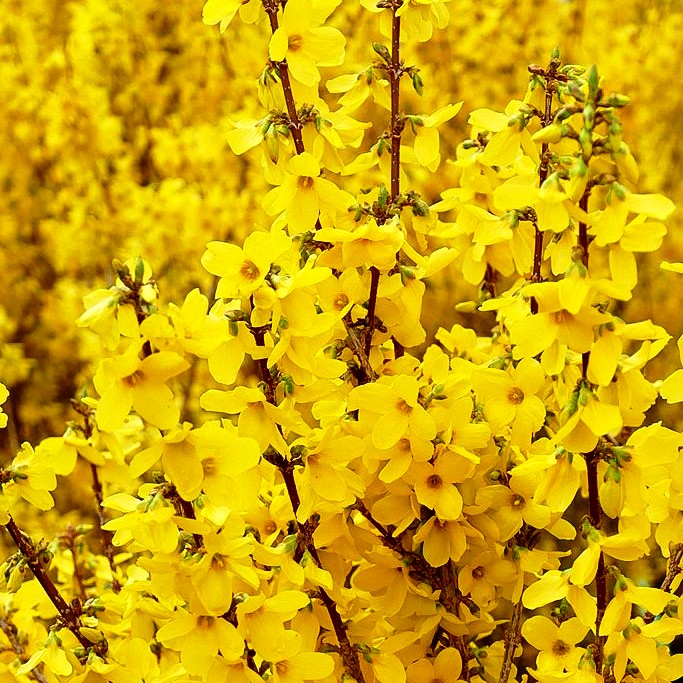 Goldglöckchen, Forsythie 'Week-End' (Forsythia x intermedia)