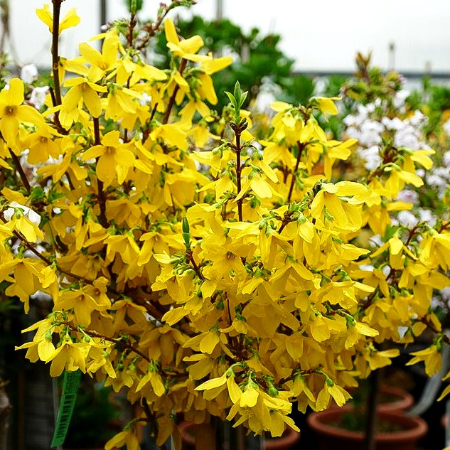 Goldglöckchen, Forsythie 'Week-End' (Forsythia x intermedia)