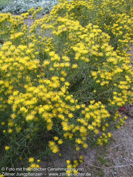 Goldhaar-Aster (Aster linosyris)