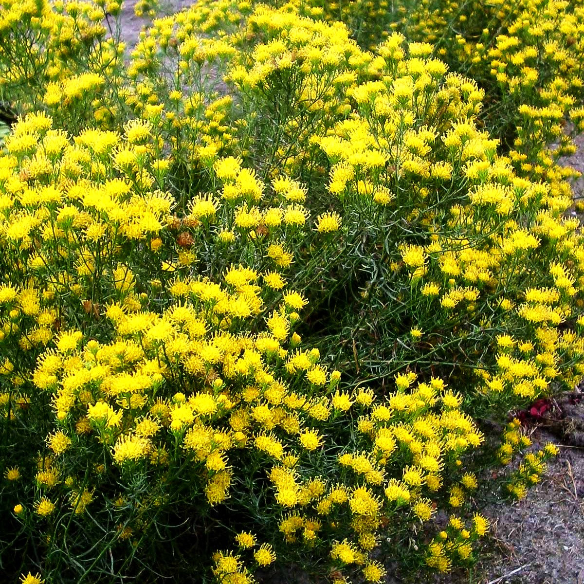 Goldhaar-Aster (Aster linosyris)