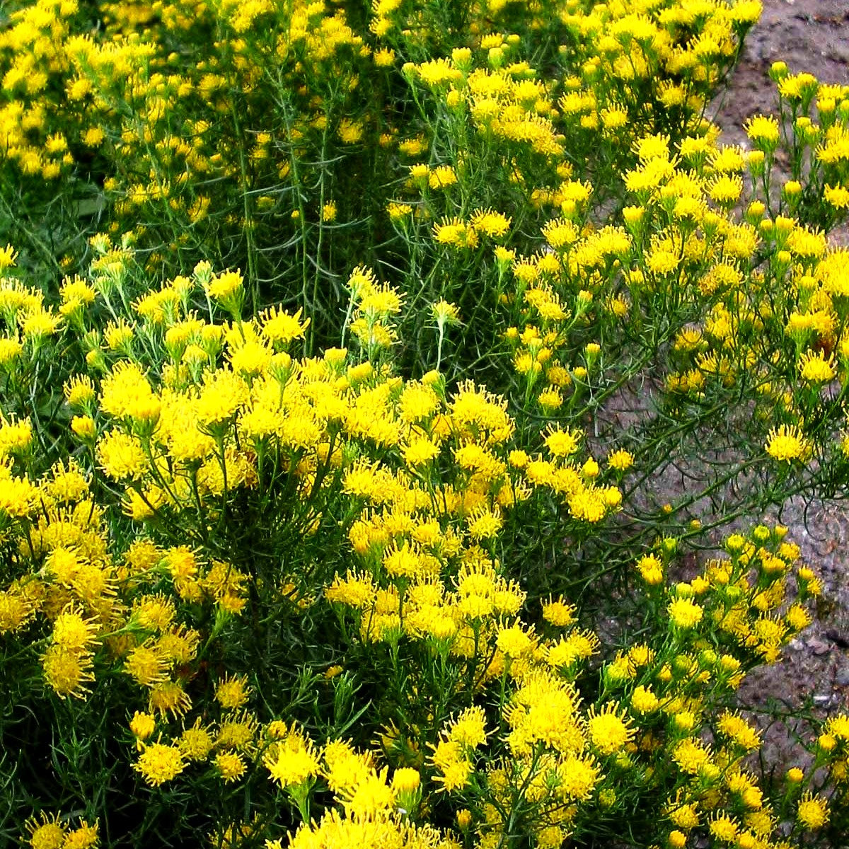 Goldhaar-Aster (Aster linosyris)