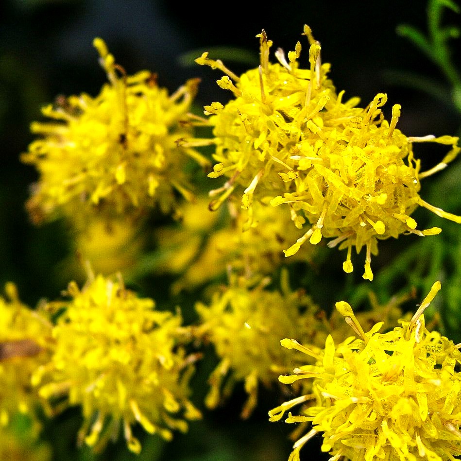 Goldhaar-Aster (Aster linosyris)