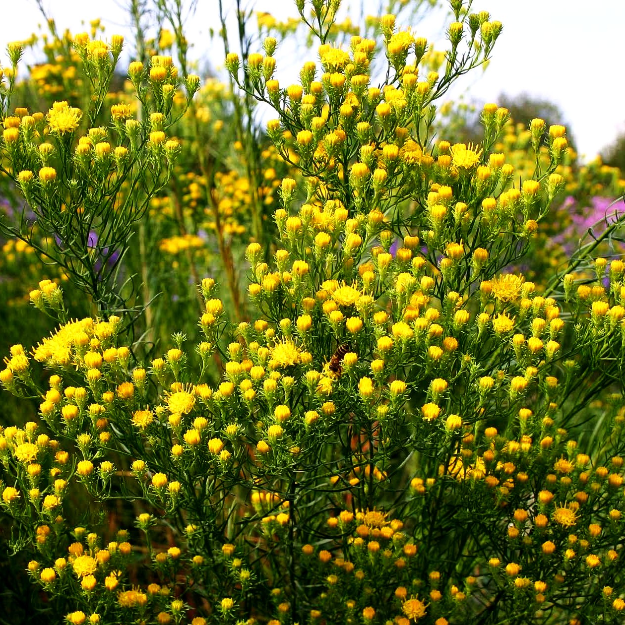 Goldhaar-Aster (Aster linosyris)
