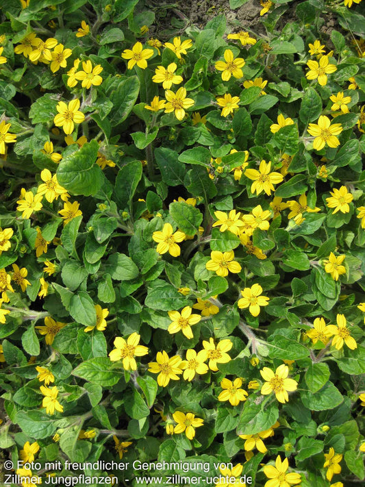 Goldkörbchen 'Andre Viette' (Chrysogonum virginianum)