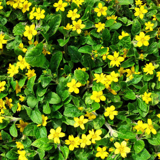 Goldkörbchen 'Andre Viette' (Chrysogonum virginianum)