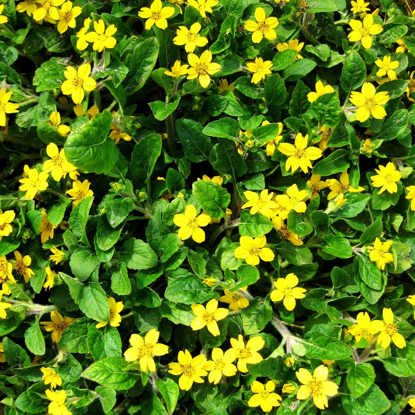 Goldkörbchen 'Andre Viette' (Chrysogonum virginianum)