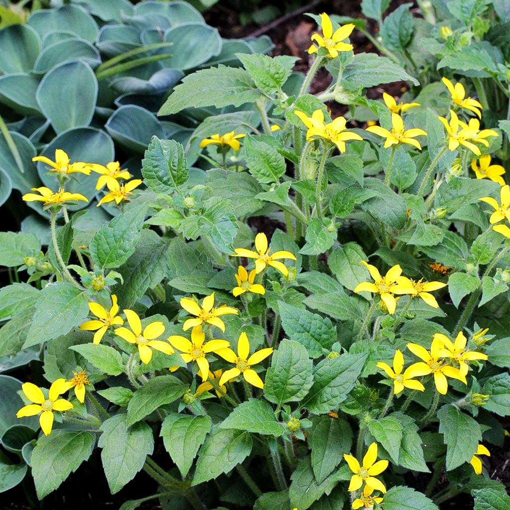 Goldkörbchen 'Andre Viette' (Chrysogonum virginianum)