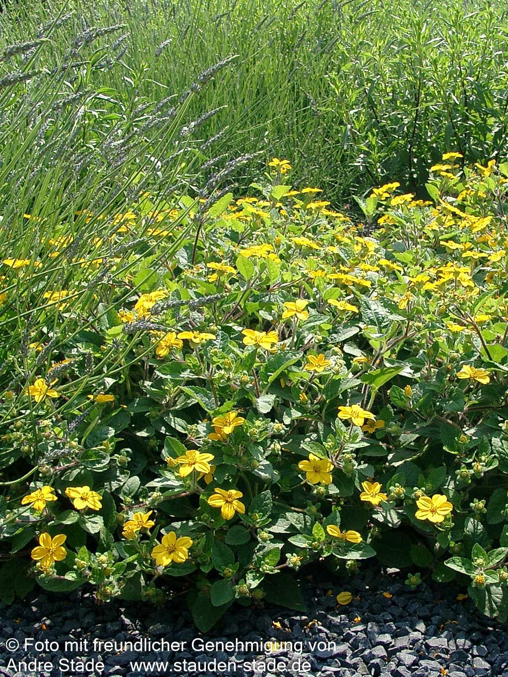Goldkörbchen 'Andre Viette' (Chrysogonum virginianum)