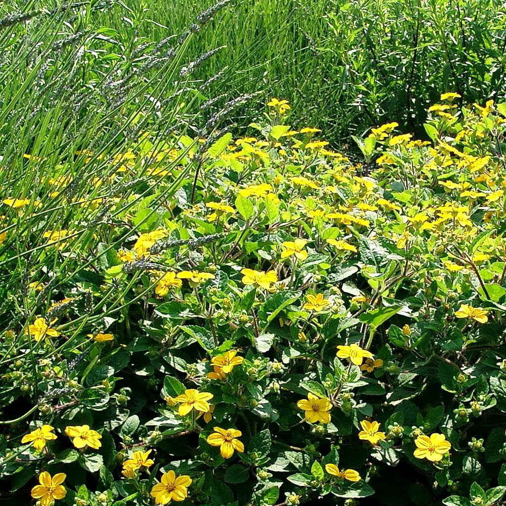 Goldkörbchen 'Andre Viette' (Chrysogonum virginianum)