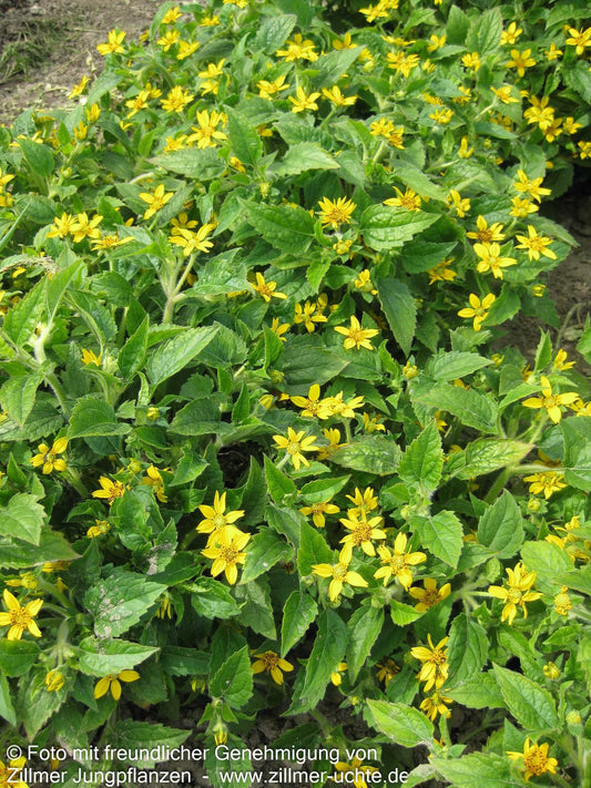 Goldkörbchen (Chrysogonum virginianum)